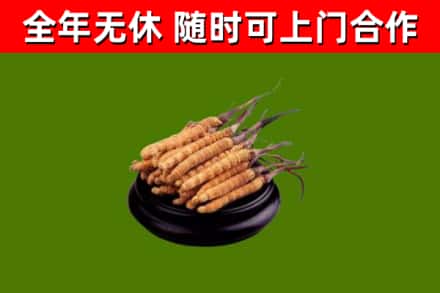 古交烟酒回收冬虫夏草.jpg