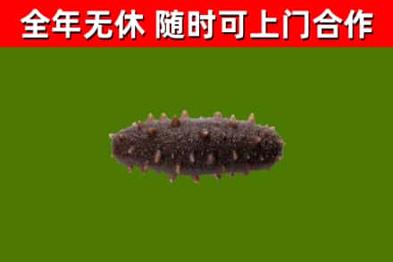 古交烟酒回收干海参.jpg